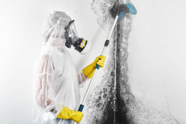 Professional Mold Removal in Clear Lake, WI